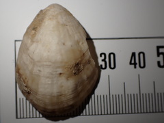 Magellania flavescens