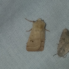 Dichagyris variabilis