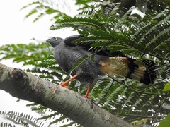 Geranospiza caerulescens
