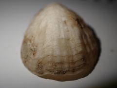 Magellania flavescens