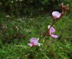 Desmodium nuttallii