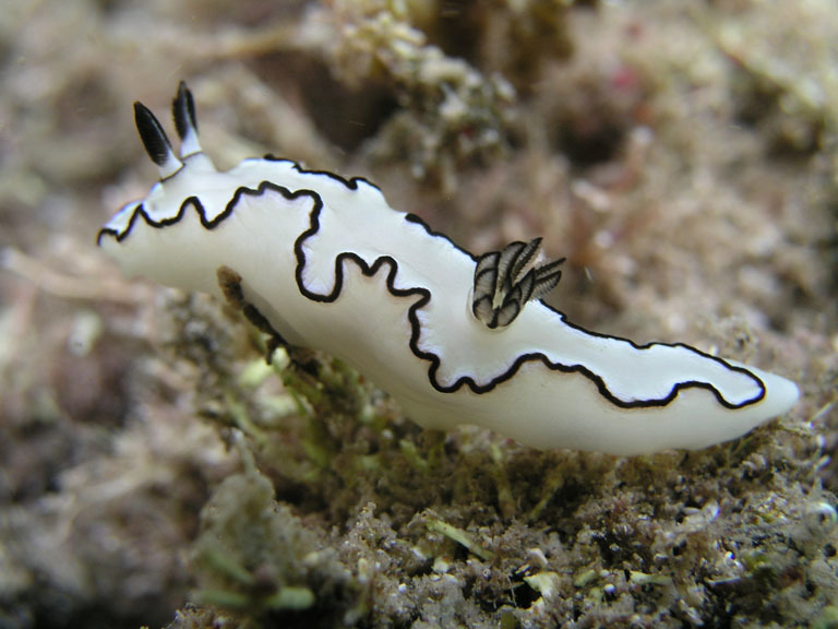 Photo of Black-margined doriprismatica (Doriprismatica atromarginata)