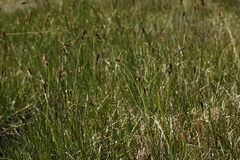 Carex scabriuscula