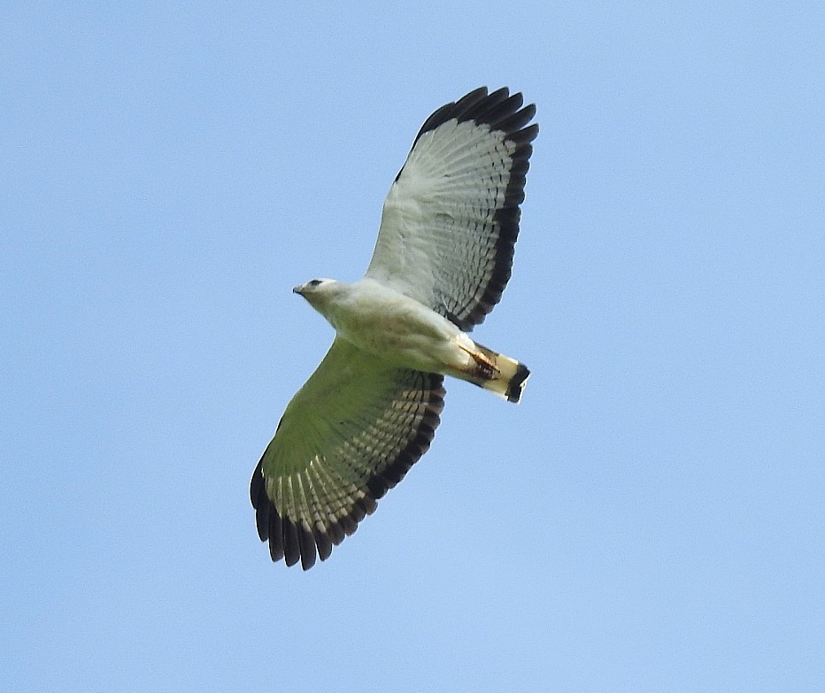 White-necked Hawk