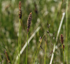 Carex scabriuscula