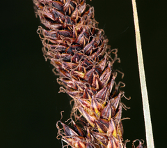 Carex scabriuscula