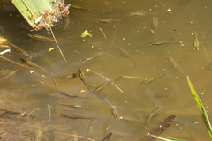 Cnesterodon decemmaculatus