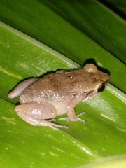 Eleutherodactylus johnstonei