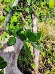 Pereskiopsis diguetii