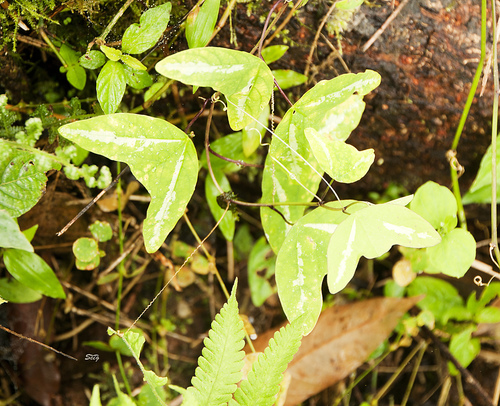 Passiflora colinvauxii (Passiflora colinvauxii)