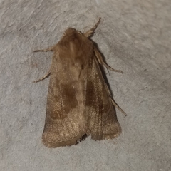 Nephelodes demaculata