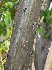 Pereskiopsis diguetii
