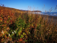 Artemisia vulgaris kamtschatica