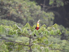 Ramphastos dicolorus