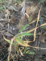 Setaria