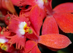 Epidendrum tulcanense