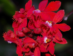 Epidendrum tulcanense