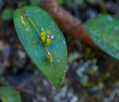 Pleurothallis truncata