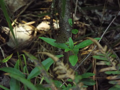 Hermeuptychia intricata