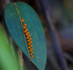 Pleurothallis truncata