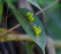 Pleurothallis truncata