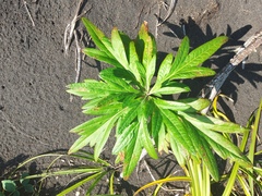 Artemisia vulgaris kamtschatica