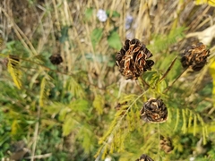 Desmanthus illinoensis