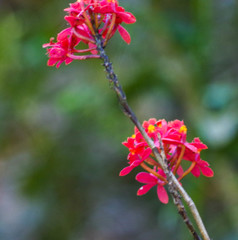Epidendrum cochlidium