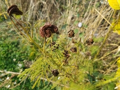 Desmanthus illinoensis