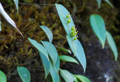 Pleurothallis truncata