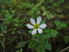 Sabatia calycina