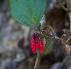 Macleania coccoloboides