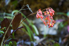 Epidendrum spathatum