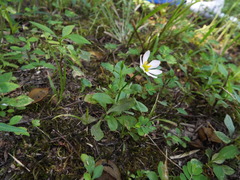 Sabatia calycina