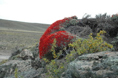 Anarthrophyllum desideratum