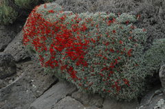 Anarthrophyllum desideratum