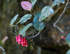 Macleania coccoloboides