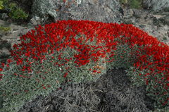 Anarthrophyllum desideratum