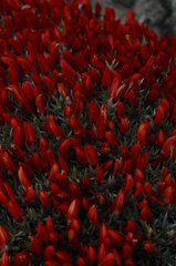 Anarthrophyllum desideratum