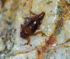 Leptohyphidae