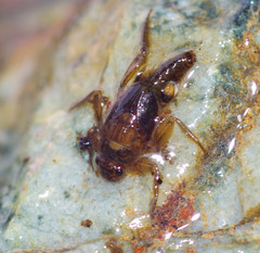 Leptohyphidae