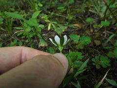 Sabatia calycina