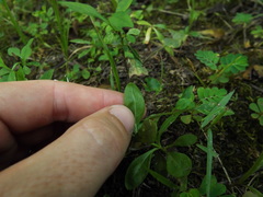 Sabatia calycina