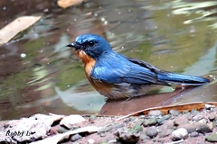 Cyornis whitei