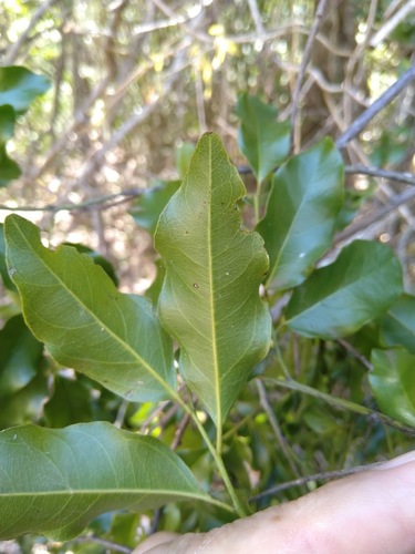 Image of Ventilago pubiflora by (c) Tony van Kampen, some rights reserved (CC BY)
