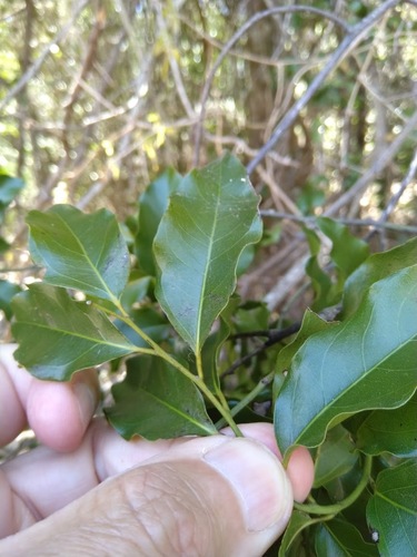 Image of Ventilago pubiflora by (c) Tony van Kampen, some rights reserved (CC BY)