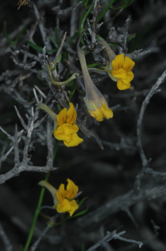 Tropaeolum porifolium (Tropaeolum porifolium)