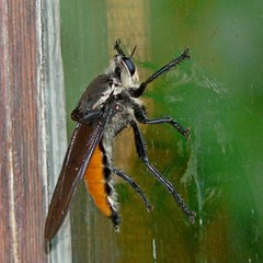 Blepharotes coriarius