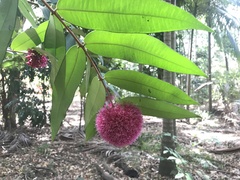 Syzygium wilsonii