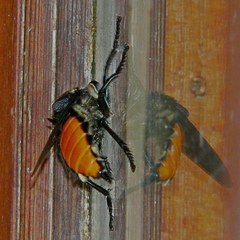 Blepharotes coriarius